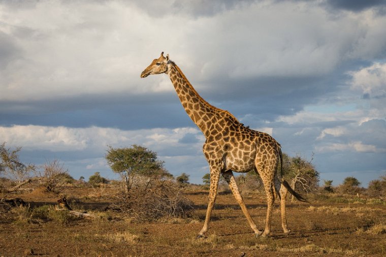 096 Kruger National Park, giraf.jpg